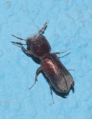 Réf. 265 693 : Xylopertha praeusta
